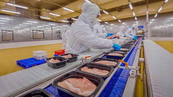 Giá heo hơi hôm nay 10/7: Miền Trung, miền Nam đi ngang, ngành chăn nuôi đang dần hồi phục mạnh mẽ