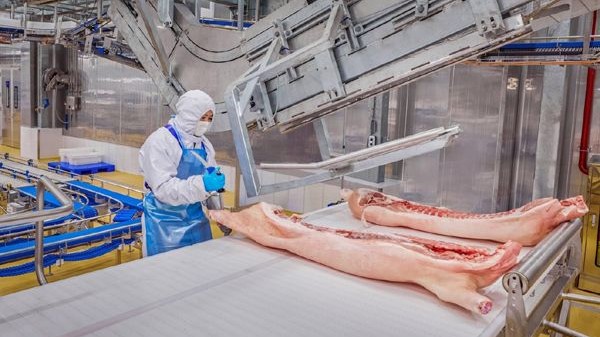 gia heo hoi hom nay 211 mien bac dieu chinh trai chieu mien nam co the tiep tuc tang tu 23 gia