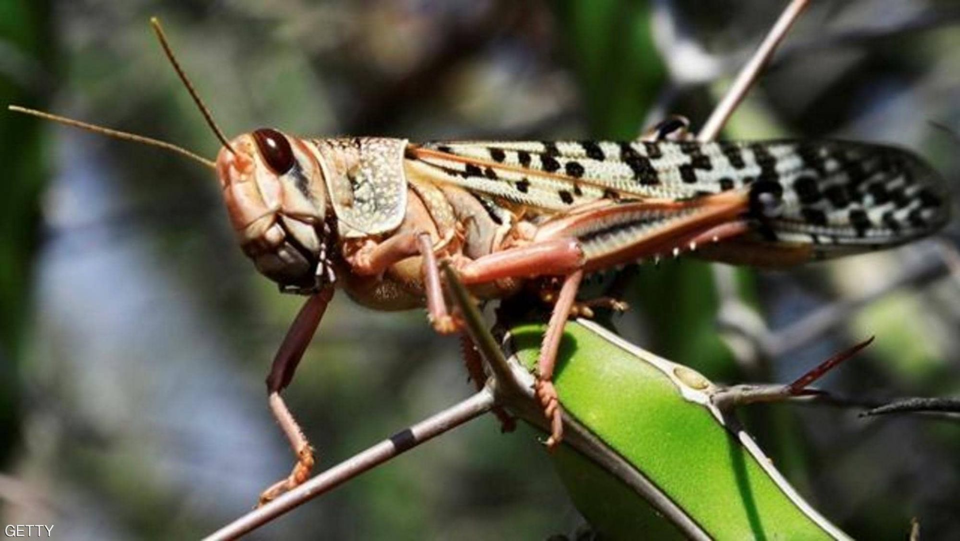 Châu Phi: Chưa phải Covid-19, châu chấu mới là đại dịch nguy hiểm chau phi khong phai covid 19 chau chau moi la dai dich nguy hiem