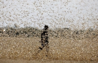 Châu Phi: Chưa phải Covid-19, châu chấu mới là đại dịch nguy hiểm