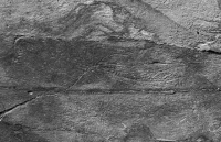 'Mạng xã hội' 500 triệu năm tuổi giúp quái vật biển kì lạ tự nhân bản