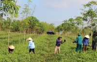 Cơ hội việc làm tại các nông trường trái cây xuất khẩu cho người gốc Việt