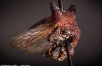 Phát hiện loài bọ nhìn như 'quái vật' ở Nicaragua