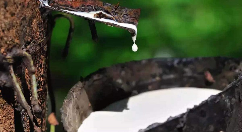 Giá cao su hôm nay: 