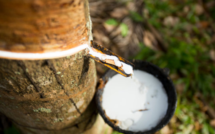 Giá cao su hôm nay 2/4: