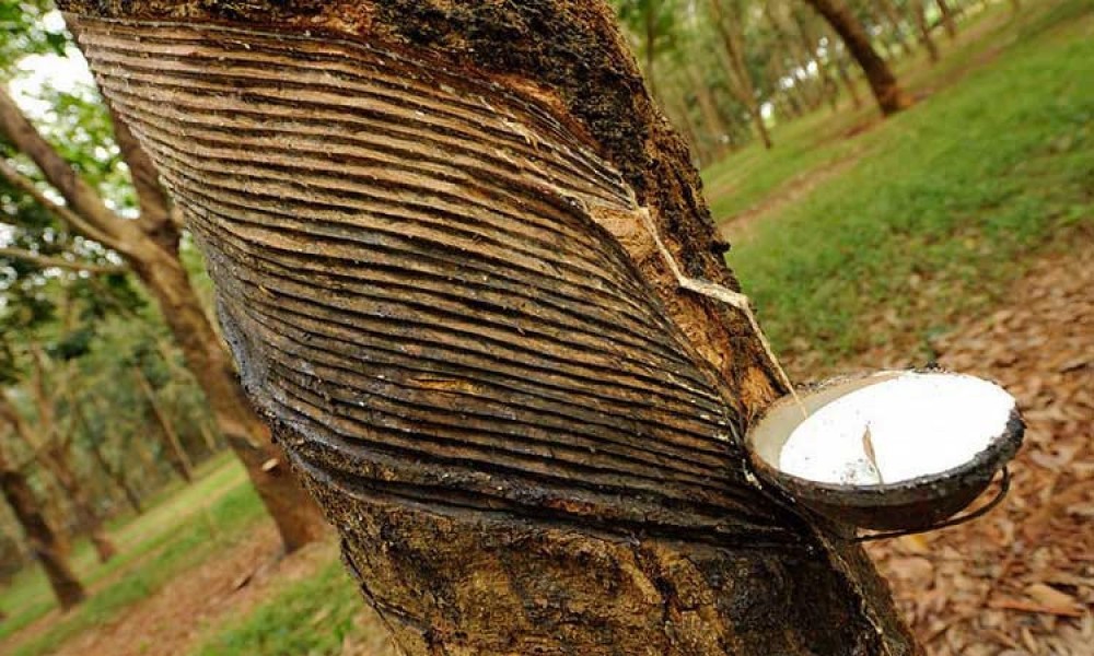 Giá cao su hôm nay 4/4: