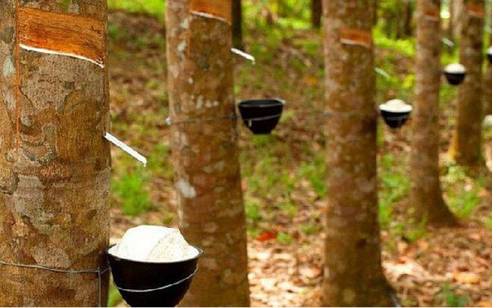 Giá cao su hôm nay 4/10,