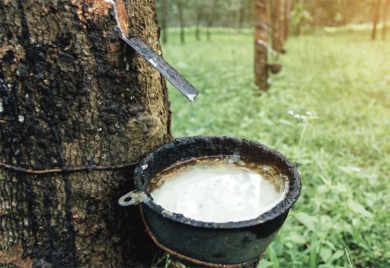 Giá cao su hôm nay: (Nguồn: Dân trí)