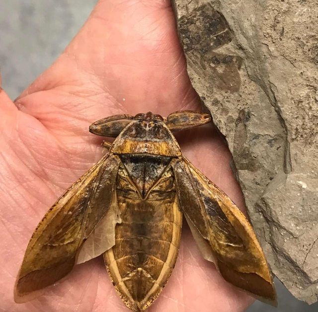 hoa thach con trung ky la 151 trieu nam tuoi