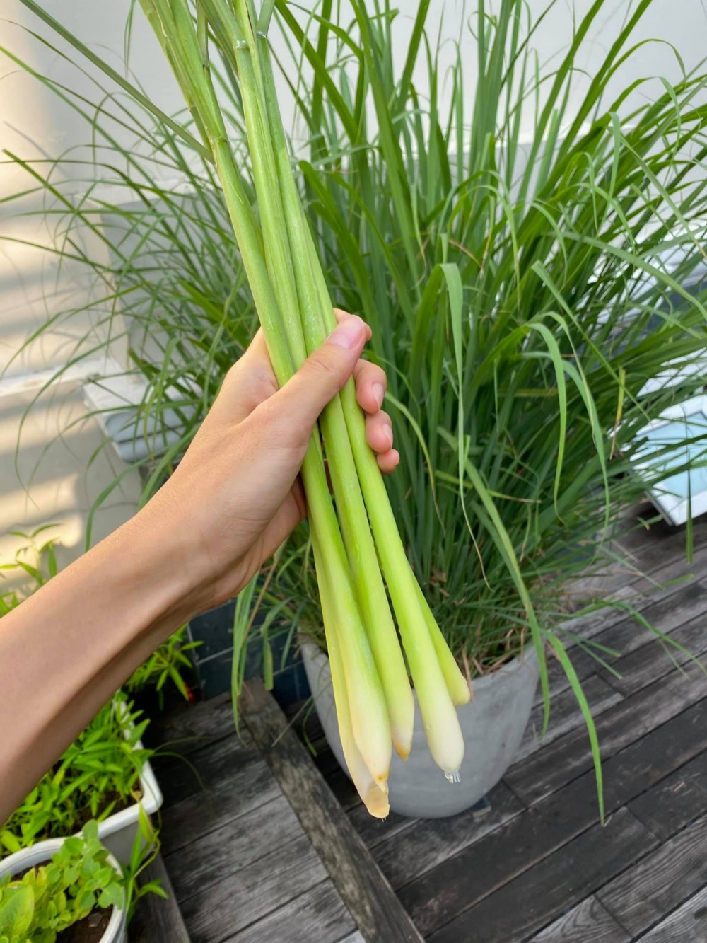 Tăng Thanh Hà ra vườn hái sả để pha nước cho các con uống giải khát mùa hè. Cô tự hào chia sẻ, bụi sả là do ba cô tự tay trồng để chăm sóc cho các cháu. Tăng Thanh Hà ra vườn hái sả để pha nước cho các con uống giải khát mùa hè. Cô tự hào chia sẻ, bụi sả là do ba cô tự tay trồng để chăm sóc cho các cháu.