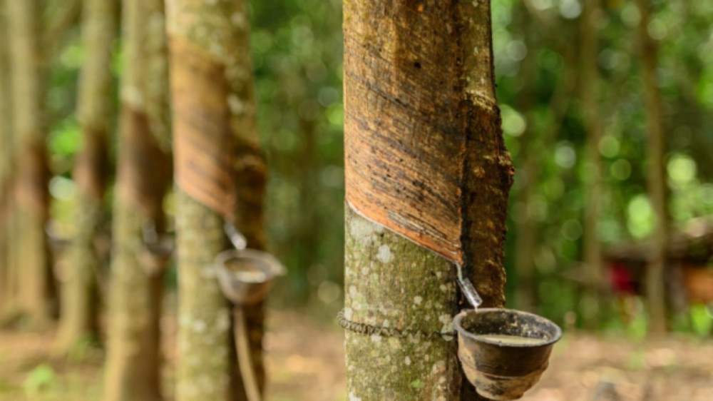 Giá cao su hôm nay 1/10: