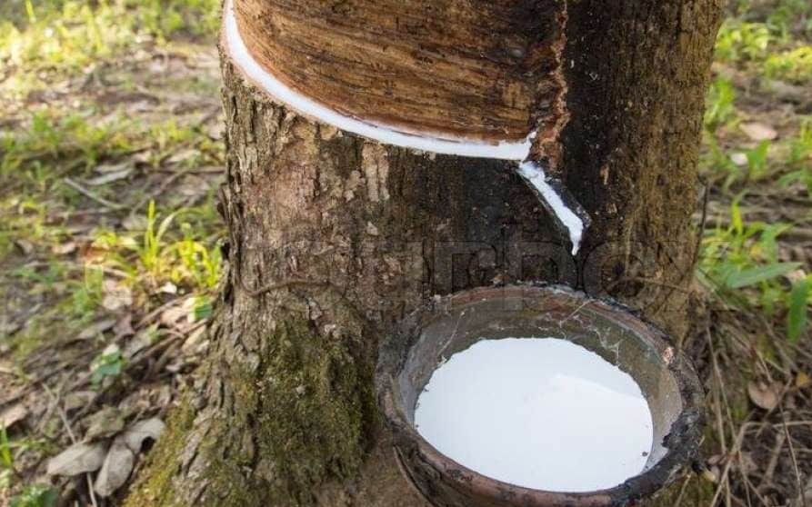 gia cao su hom nay 195 giu da di len the gioi nhieu bat on xuat nhap khau cao su viet bat ngo tang vot