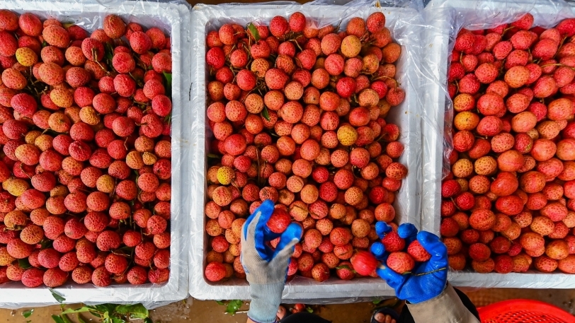 xuat khau ngay 29315 gao viet dat nhat khu vuc vai thieu duoc san don tai nhat ban kim ngach xuat khau 5 thang tang 307