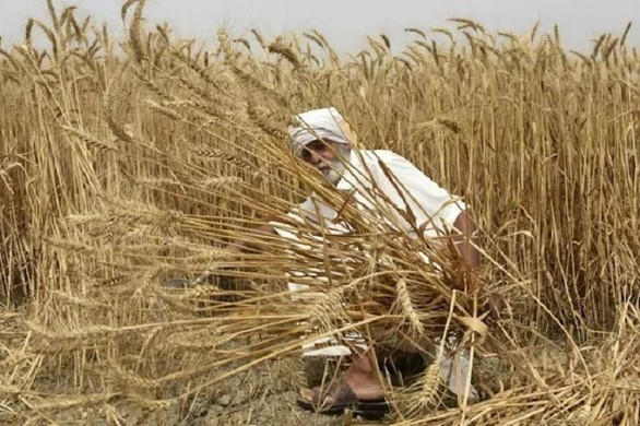 Ngày 14/5, Ấn Độ đã ban hành lệnh cấm xuất khẩu lúa mì sau khi trải qua tháng 3 nóng kỷ lục. (Nguồn: AFP)