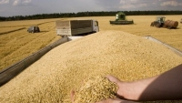 TASS: Khu vực Kherson, Ukraine bắt đầu xuất khẩu ngũ cốc sang Nga
