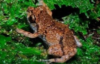 Phát hiện loài ếch “tí hon” mới Diasporus tại Costa Rica