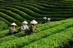 Tuyên quang: phát huy lợi thế, đẩy mạnh thu hút đầu tư