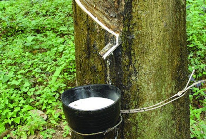 Giá cao su hôm nay 3/8: Giá cao su hôm nay 3/8: