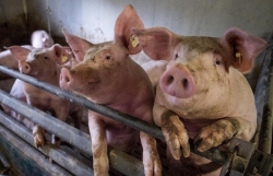 Mới! Nhà khoa học Mỹ khẳng định virus SARS-CoV-2 có thể tồn tại 4 ngày trên da lợn