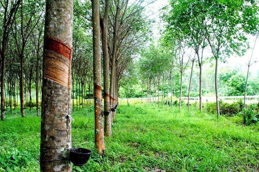 Giá cao su hôm nay 23/7: Giá cao su hôm nay 23/7: