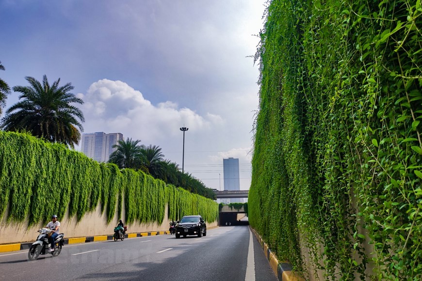 Xốn xang với đường cây cúc tần Ấn Độ xanh mát giữa lòng Hà Nội