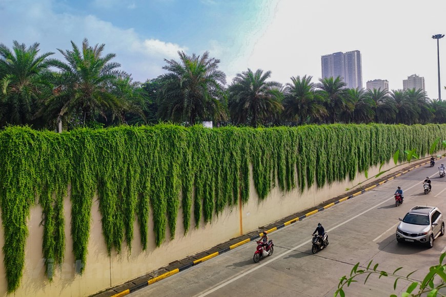 Xốn xang với đường cây cúc tần Ấn Độ xanh mát giữa lòng Hà Nội