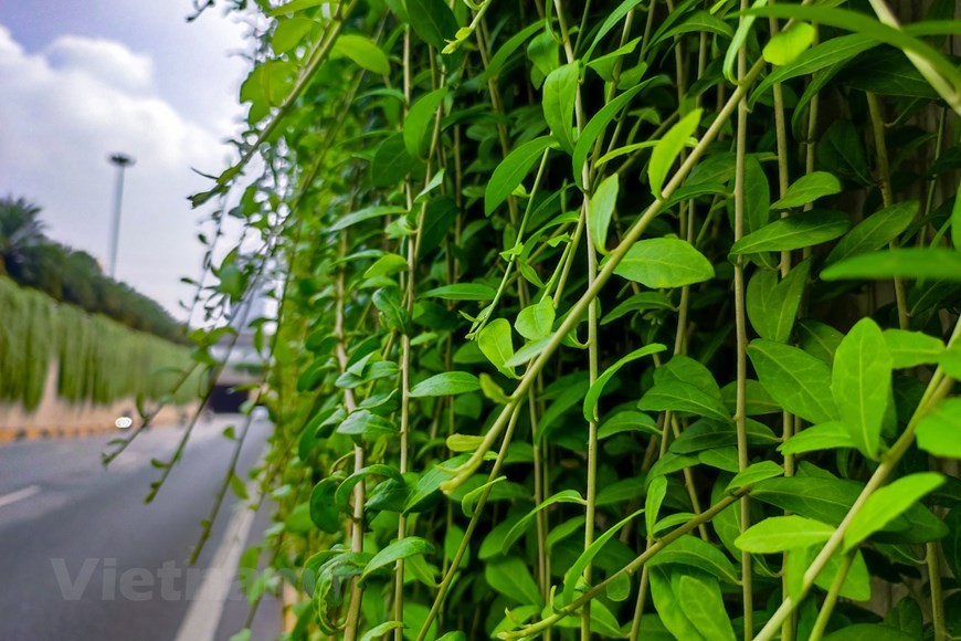 Xốn xang với đường cây cúc tần Ấn Độ xanh mát giữa lòng Hà Nội