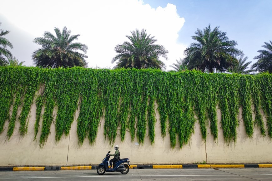 Xốn xang với đường cây cúc tần Ấn Độ xanh mát giữa lòng Hà Nội