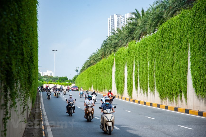 Xốn xang với đường cây cúc tần Ấn Độ xanh mát giữa lòng Hà Nội