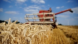 Thỏa thuận ngũ cốc được khơi thông, Ukraine cần 'giải phóng' 50 triệu tấn