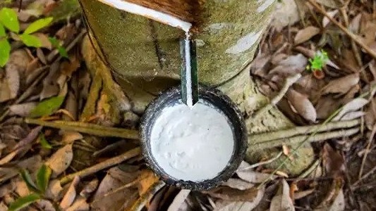 gia cao su hom nay 308 neo o muc thap thi truong trung quoc tieu thu lon nhat hang viet nam