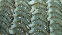 Lô tôm đông lạnh đầu tiên 'lên đường' đi EU theo EVFTA