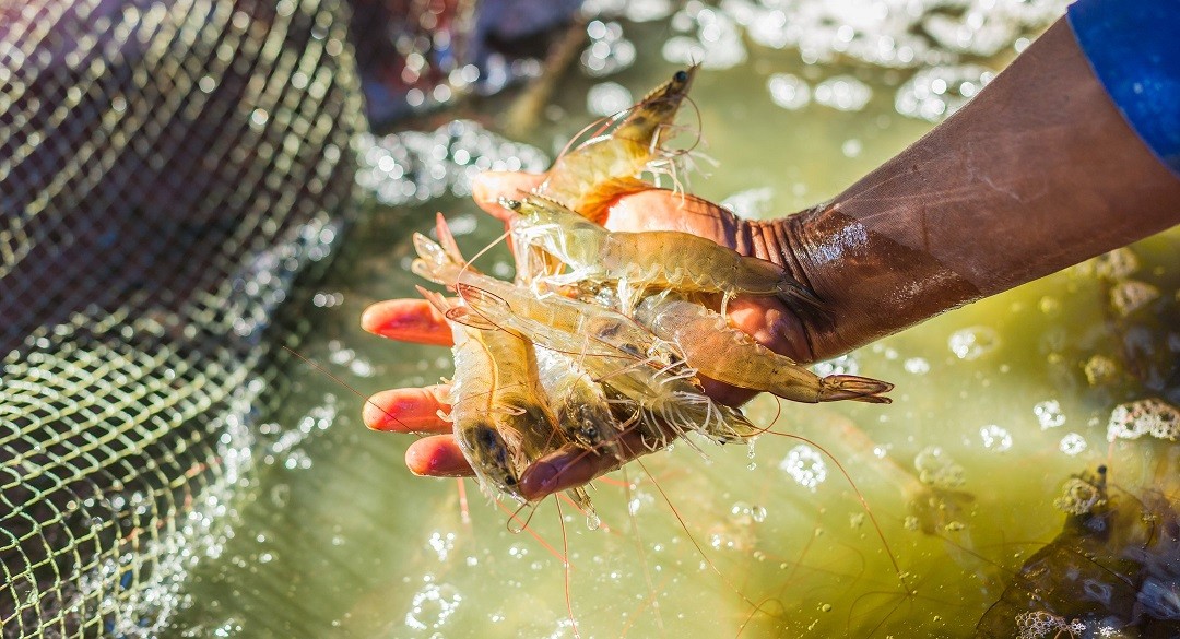 Xuất khẩu ngày 25-27/9: Tôm bị cạnh tranh khốc liệt tại Mỹ, nhập khẩu ngô từ Ấn Độ tăng sốc, Pháp 'mạnh tay' mua tiêu Việt