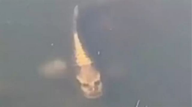 phat hien giat minh con ca co khuon mat nguoi