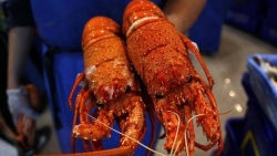 Hàng tấn tôm hùm Australia 'mắc kẹt' tại sân bay Trung Quốc