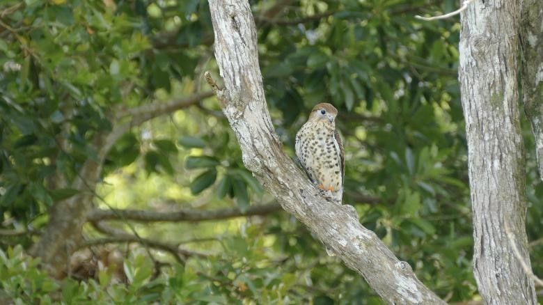 Những loại động vật nào từng thoát tuyệt chủng nhờ nuôi nhốt?