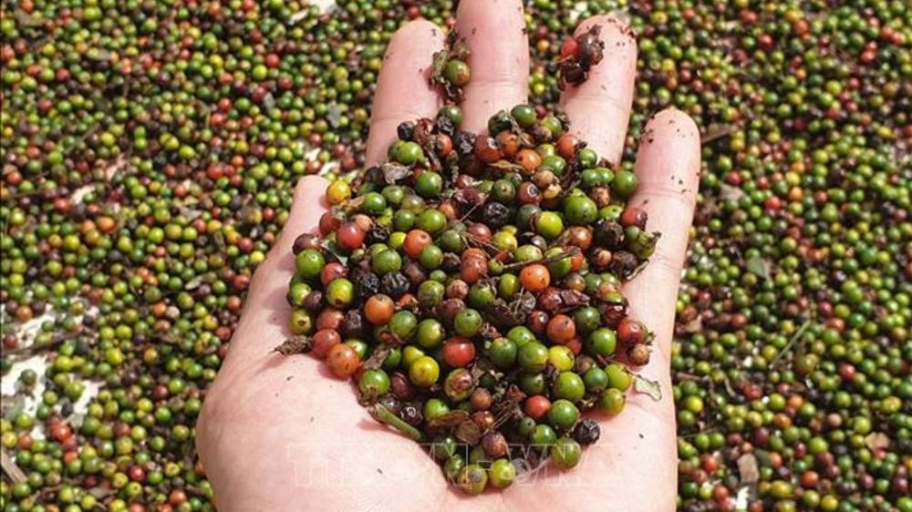 xuat nhap khau ngay 141611 giai cuu thanh cong 3 trieu usd ho tieu mac ket tai nepal thuong mai viet namtrung quoc can moc 100 ty usd