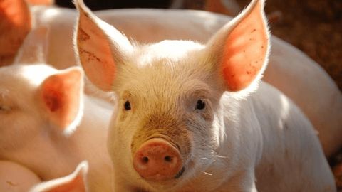 Giá heo hơi hôm nay 18/11: Tiếp đà giảm từ 1.000-2.000 đồng/kg, miền Bắc thấp nhất cả nước