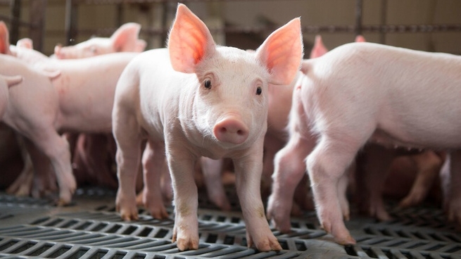 gia heo hoi hom nay 1311 mien bac it bien dong mien trung va nam giam nhe