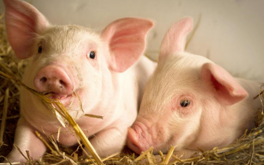 (Nguồn: Thời đại) (Nguồn: Thời đại)