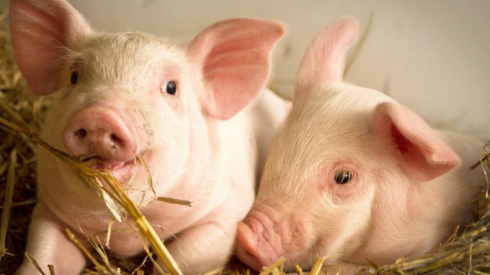 Giá heo hơi hôm nay 1/2: Thị trường cả nước bước vào giai đoạn điều chỉnh