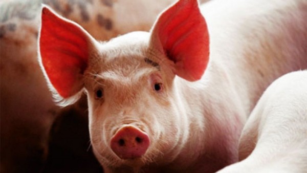 Giá heo hơi hôm nay 20/1: Cả 3 miền nhích nhẹ, giao dịch quanh ngưỡng 69.000 - 76.000 đ/kg