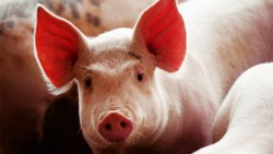 Giá heo hơi hôm nay 20/1: Cả 3 miền nhích nhẹ, giao dịch quanh ngưỡng 69.000 - 76.000 đ/kg