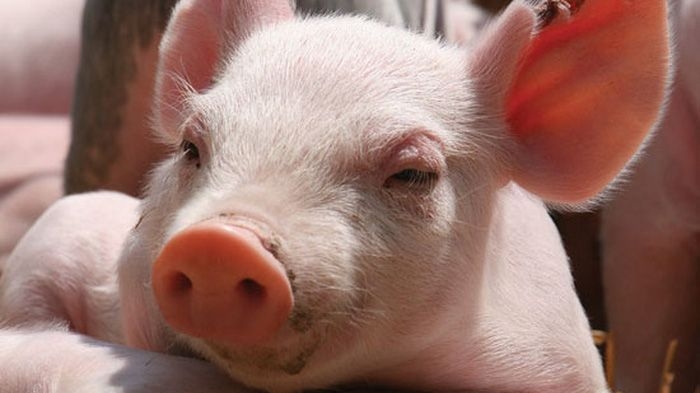 Giá heo hơi hôm nay 8/3: Một tuần giảm trên cả 3 miền, vùng giá giao dịch từ 61.000 - 69.000 đồng/kg