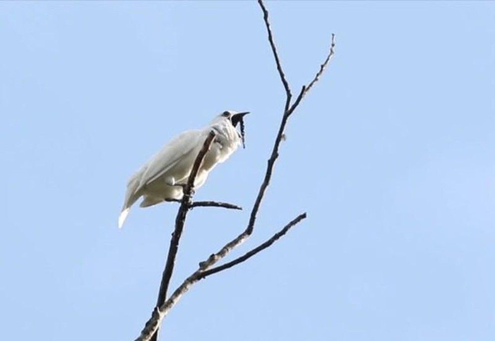 loai chim on ao nhat the gioi tieng keu con lon hon nhac rock