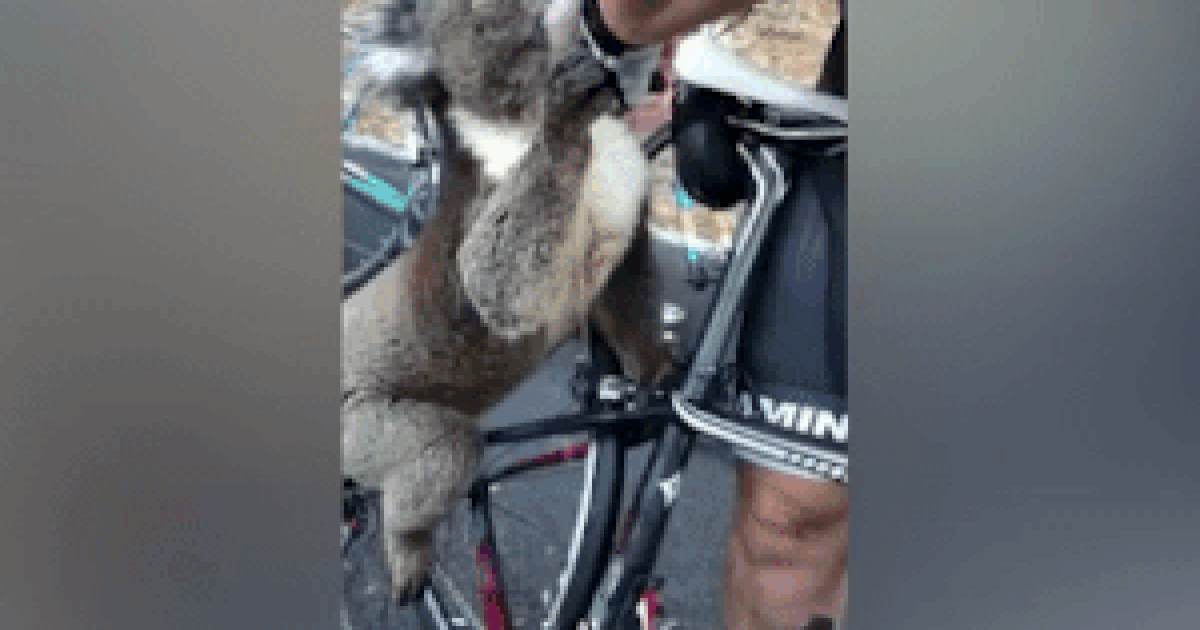 am long khoanh khac chu gau koala xin con nguoi cho uong nuoc