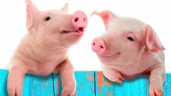 Giá heo hơi hôm nay 3/12: Miền Bắc vừa tăng đã giảm, miền Nam cao nhất cả nước