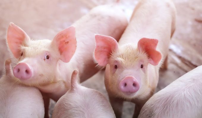 Giá heo hơi hôm nay điều chỉnh giảm. (Nguồn: Vinanet)
