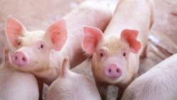 Giá heo hơi hôm nay 8/5: Miền Bắc và Trung đảo chiều tăng, miền Nam đi ngang, cả nước giao dịch từ 65.000 - 70.000 đồng/kg