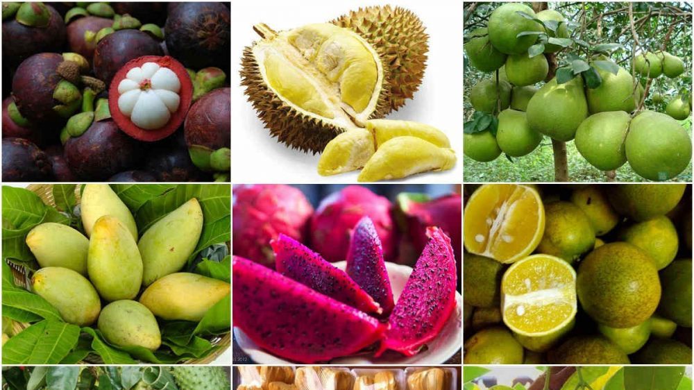 xuat khau ngay 121412 philippines manh tay mua gao viet xuat khau hat dieu uoc dat 50 nghin tan